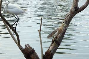 ジャワアカガシラサギ(Javan Pond-Heron) P6221347KUR.JPG